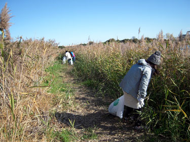 干潟の清掃の様子